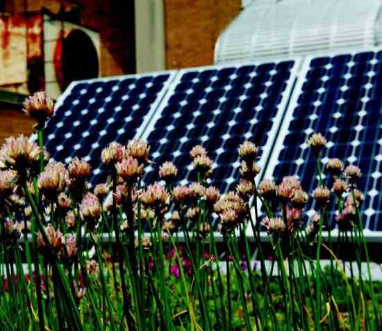 Chive blossoms soak up the sun in front of the solar panels.